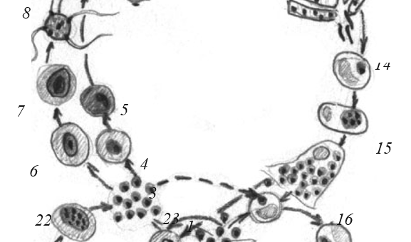 Схема цикла развития малярийного плазмодия (тканевый и эритроцитарный циклы)