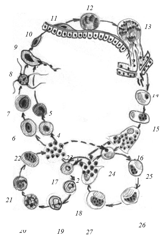 Схема цикла развития малярийного плазмодия (тканевый и эритроцитарный циклы)