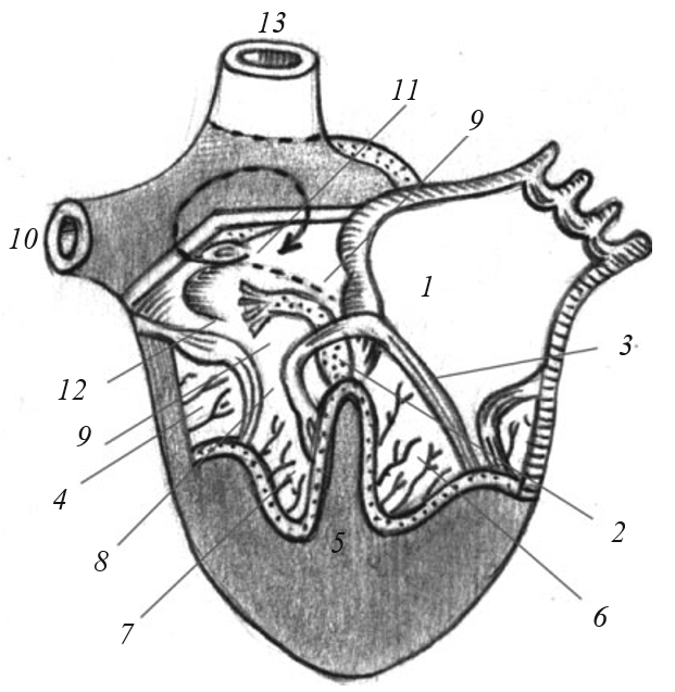 Схема специфической проводящей системы сердца