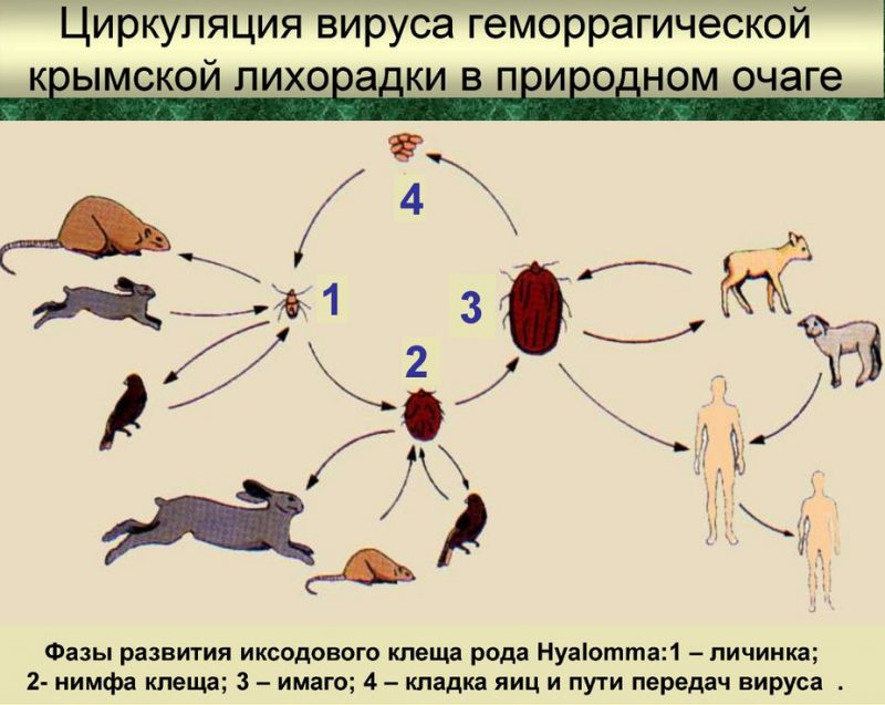 Геморрагическая лихорадка клиническая картина