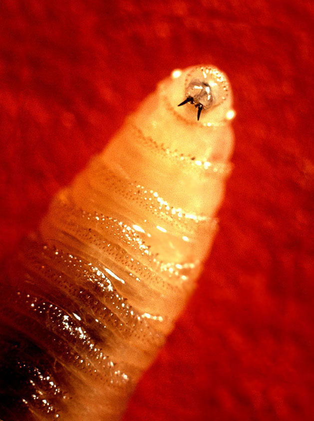 Миаз - личинки мух в теле человека