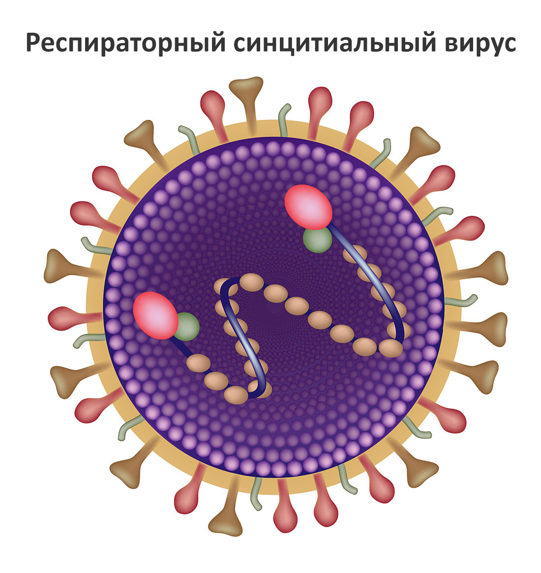 Респираторные синцитиальные вирусы