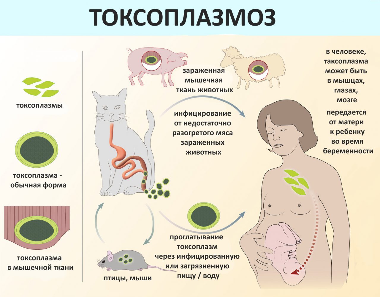 Токсоплазмоз симптомы у человека фото