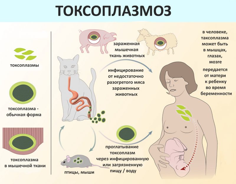 Токсоплазмоз у человека симптомы чем опасен фото и лечение